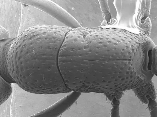 Psalidomyrmex procerus specimen