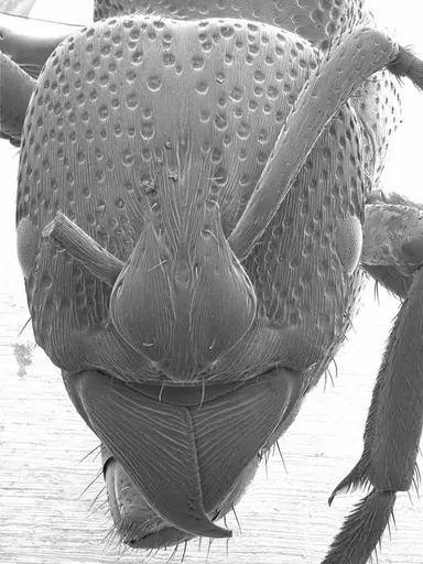 Psalidomyrmex procerus specimen