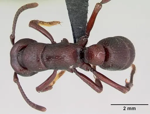 Psalidomyrmex procerus - CASENT0003082
