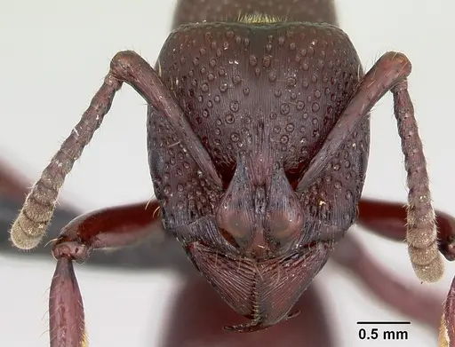 Psalidomyrmex procerus - CASENT0003082
