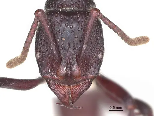 Psalidomyrmex procerus - CASENT0003083