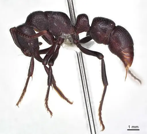 Psalidomyrmex procerus - CASENT0003083