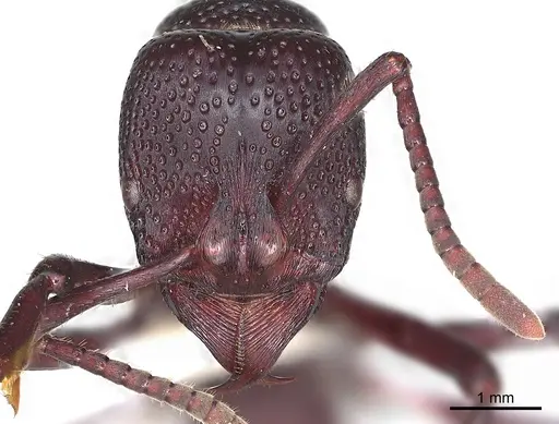 Psalidomyrmex procerus - CASENT0003084