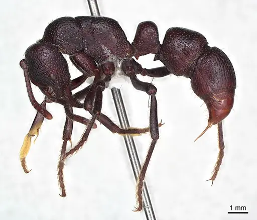 Psalidomyrmex procerus - CASENT0003084