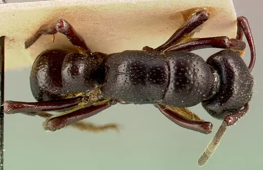 Psalidomyrmex procerus - CASENT0003153