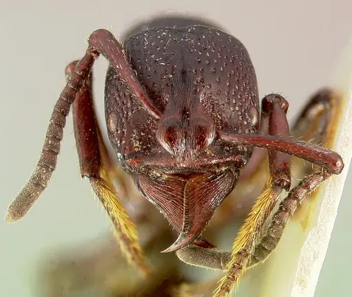 Psalidomyrmex procerus - CASENT0003153