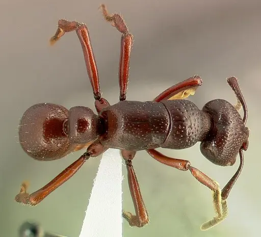 Psalidomyrmex procerus - CASENT0004984