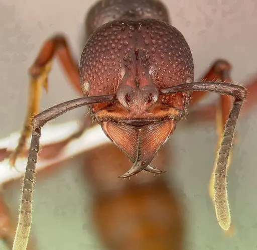 Psalidomyrmex procerus - CASENT0004984