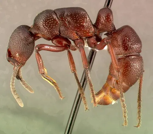 Psalidomyrmex procerus - CASENT0004984
