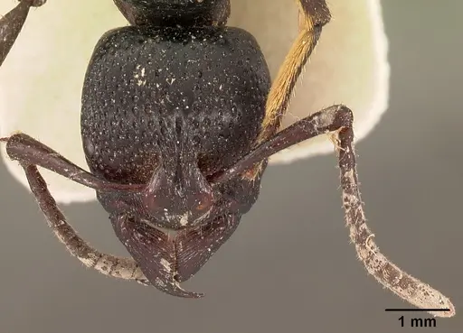 Psalidomyrmex procerus - CASENT0102143