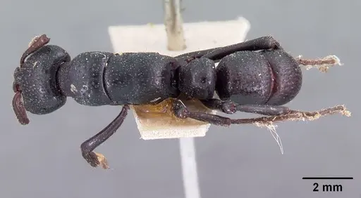 Psalidomyrmex procerus - CASENT0102144
