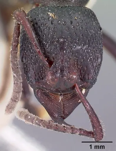 Psalidomyrmex procerus - CASENT0102144