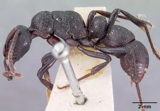 Psalidomyrmex procerus - CASENT0102144