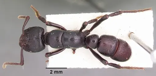 Psalidomyrmex procerus - CASENT0102914