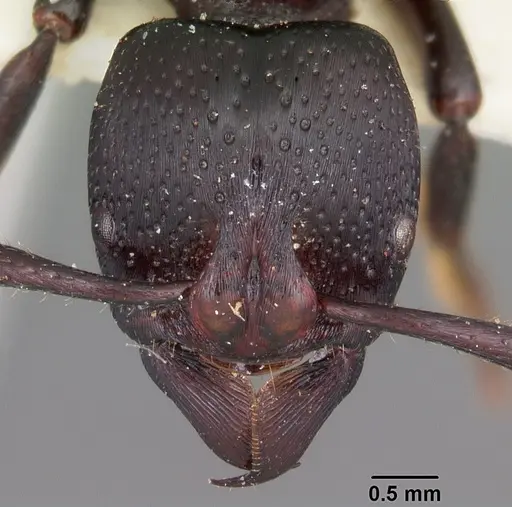 Psalidomyrmex procerus - CASENT0102914