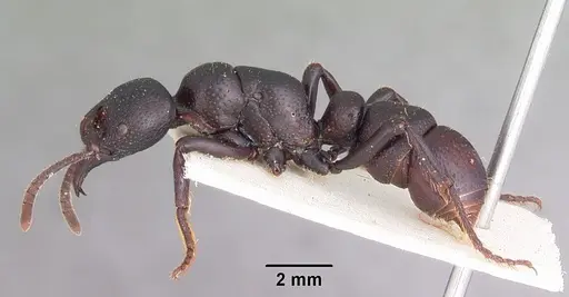 Psalidomyrmex procerus - CASENT0102914