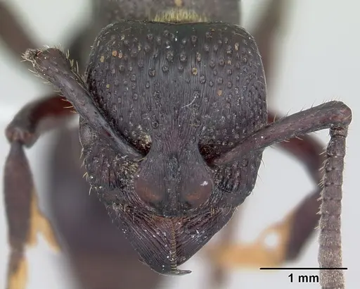 Psalidomyrmex procerus - CASENT0178267