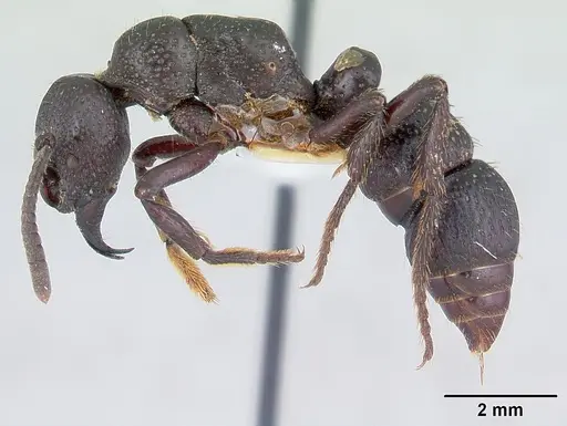 Psalidomyrmex procerus - CASENT0178267