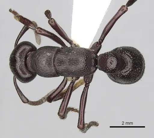 Psalidomyrmex procerus - CASENT0249242