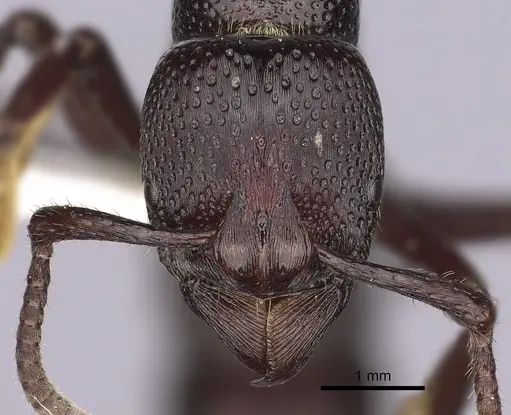 Psalidomyrmex procerus - CASENT0249242