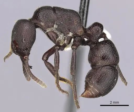 Psalidomyrmex procerus - CASENT0249242