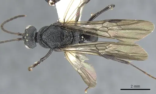 Psalidomyrmex procerus - CASENT0903661