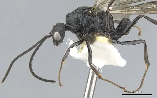 Psalidomyrmex procerus - CASENT0903661