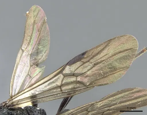 Psalidomyrmex procerus - CASENT0903661