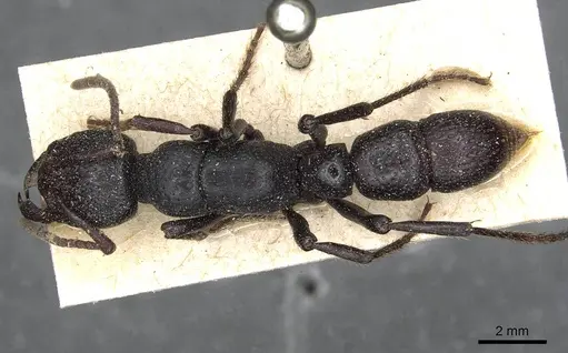 Psalidomyrmex procerus - CASENT0915301