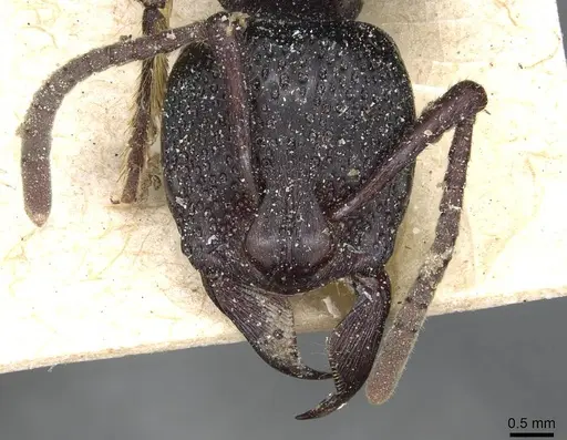 Psalidomyrmex procerus - CASENT0915301