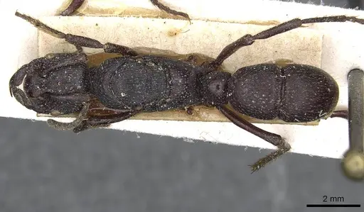 Psalidomyrmex procerus - CASENT0915302