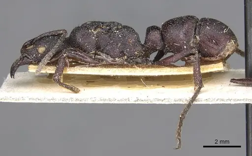 Psalidomyrmex procerus - CASENT0915302