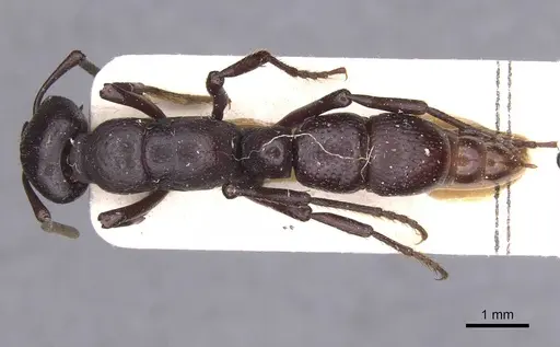 Psalidomyrmex procerus - RMCAENT000017735