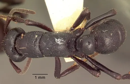 Psalidomyrmex procerus - SAM-HYM-C002831