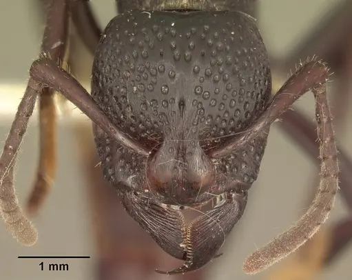 Psalidomyrmex procerus - SAM-HYM-C002831