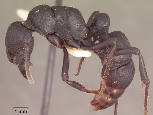 Psalidomyrmex procerus - SAM-HYM-C002831