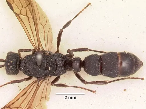 Psalidomyrmex procerus - SAM-HYM-C002833