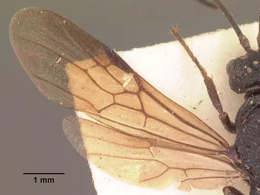 Psalidomyrmex procerus - SAM-HYM-C002833