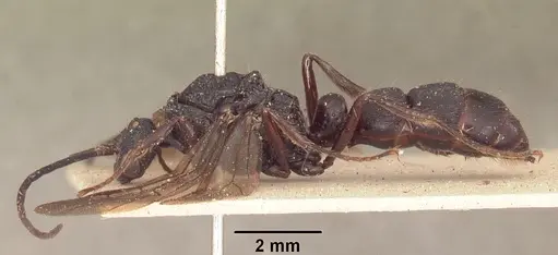 Psalidomyrmex procerus - SAM-HYM-C002833
