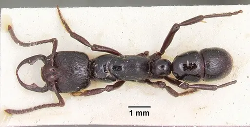 Psalidomyrmex reichenspergeri specimen