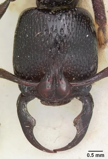 Psalidomyrmex reichenspergeri specimen