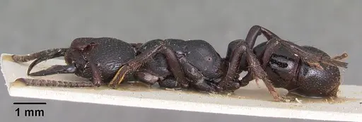 Psalidomyrmex reichenspergeri specimen