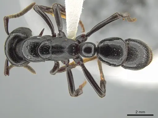 Psalidomyrmex reichenspergeri - CASENT0639782