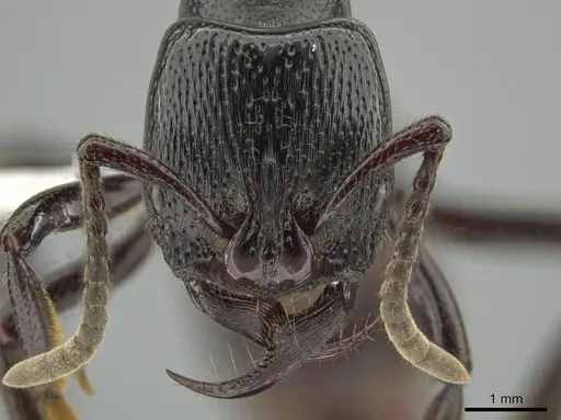 Psalidomyrmex reichenspergeri - CASENT0639782