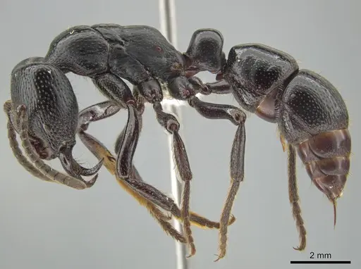 Psalidomyrmex reichenspergeri - CASENT0639782