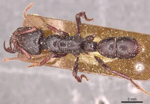 Psalidomyrmex reichenspergeri - CASENT0915303