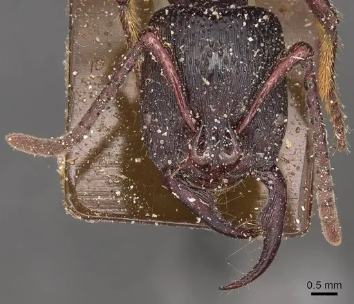 Psalidomyrmex reichenspergeri - CASENT0915303