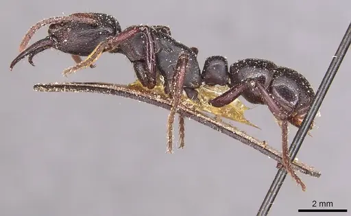 Psalidomyrmex reichenspergeri - CASENT0915303
