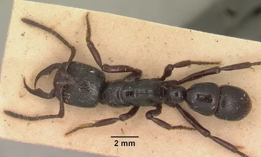 Psalidomyrmex reichenspergeri - SAM-ENT-11551