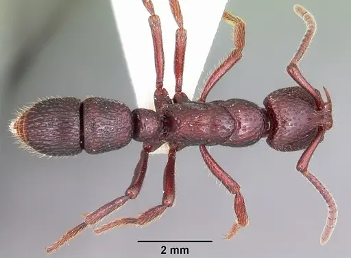 Psalidomyrmex sallyae specimen